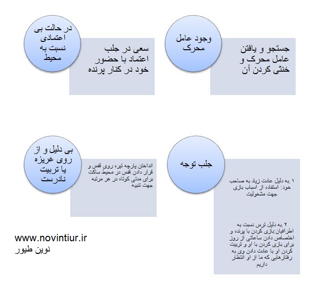 قطع-صدای-عروس-هلندی