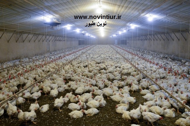 بسته آموزشی پرورش مرغ گوشتی بسته آموزشی پرورش مرغ گوشتی