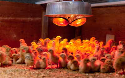 اهمیت نور در پرورش مرغ گوشتی