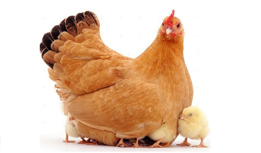 جیره‌نویسی مهم‌ترین عامل پرورش مرغ گوشتی