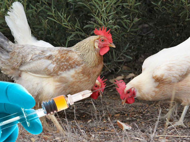 مدیریت بیماری‌ها و دارو واکسن مرغ گوشتی