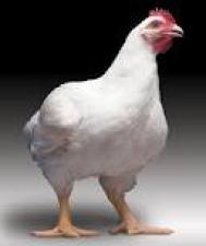 تصویر بسته آموزشی پرورش مرغ گوشتی