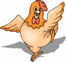 تصویر سی دی آموزشی پرورش مرغ گوشتی