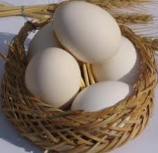 تصویر بسته های آموزشی پرورش مرغ تخمگذار