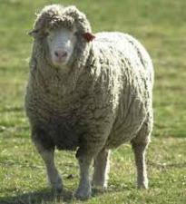 تصویر بسته آموزشی پرورش گوسفند