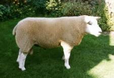 تصویر سی دی آموزشی پرورش گوسفند