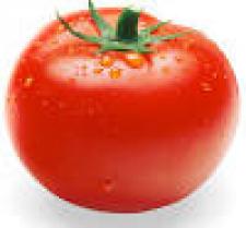 تصویر بسته آموزشی پرورش گوجه فرنگی