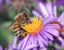 تصویر سی دی آموزشی پرورش زنبور عسل