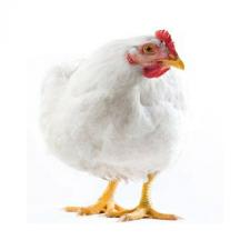 تصویر بسته آموزشی پرورش مرغ گوشتی 